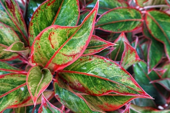 aglaonema houseplant