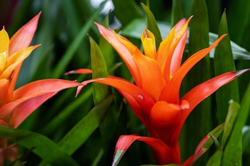 bromeliad houseplant