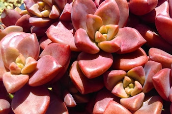 california sunset echeveria succulent