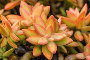coppertone stonecrop sedum