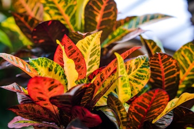 croton houseplant