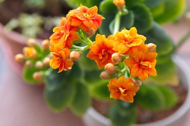 orange kalanchoe houseplant