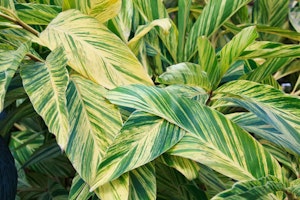 alphinia zerumbet variegated