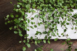 creeping wire vine