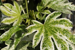 fatsia japonica variegated