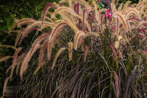giant fountain grass
