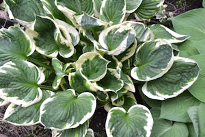 minuteman plantain lily hosta