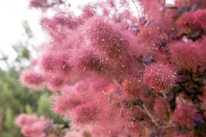royal purple smoke tree or shrub