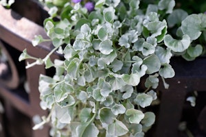 silver falls dichondra