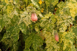 thompsons flowering maple