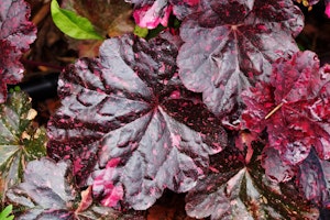 midnight rose coral bells huechera