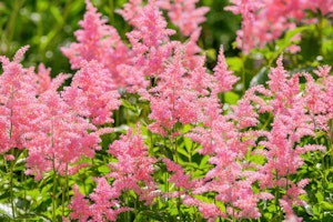 pink astilbe