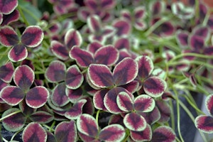 trifolium clover