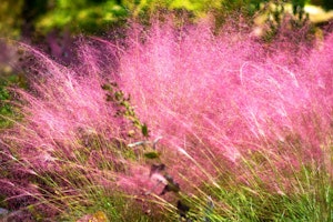 pink muhly grass