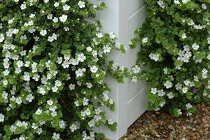 bacopa trailing from white planter box