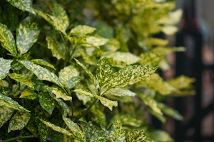 aucuba shrub aucuba shrub