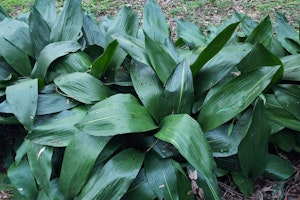 cast iron plant cast iron plant