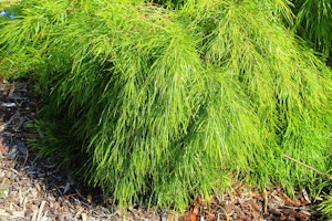 cousin itt shrub in landscape cousin itt shrub in landscape