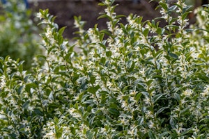 sarcococca shrub sarcococca shrub