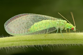 lacewings beneficial insects