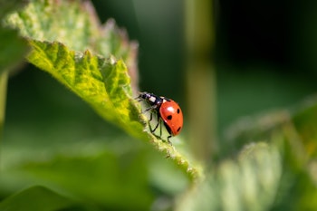 ladybug beneficial insect on leaf