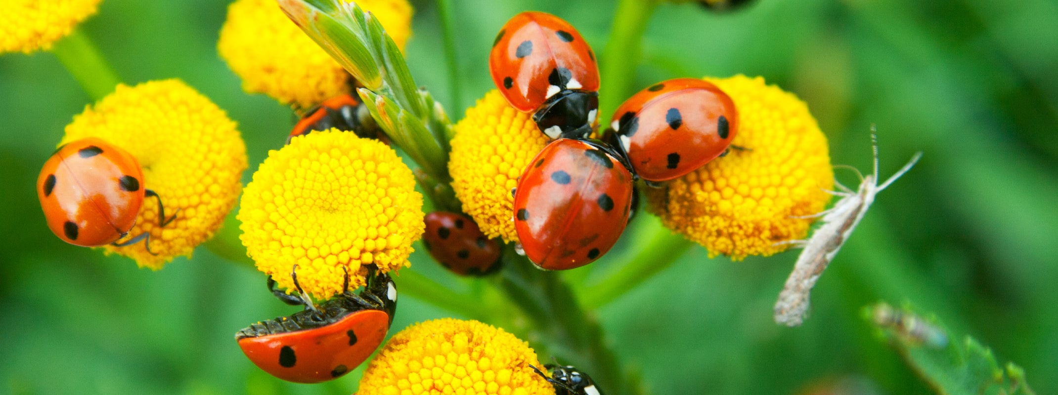 ladybug beneficial insects on yellow flowers