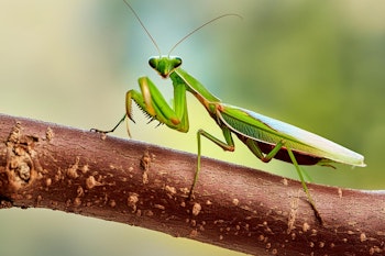 praying mantis beneficial insects
