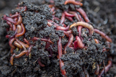red worms redworms in dirt