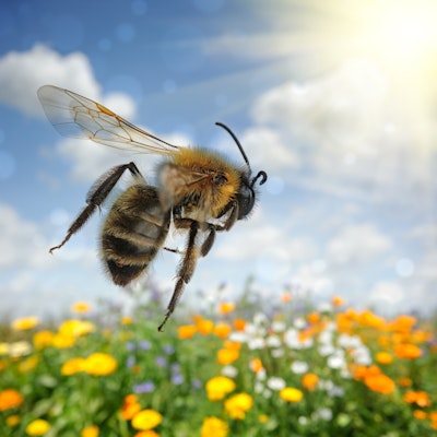 bee flying through field of color