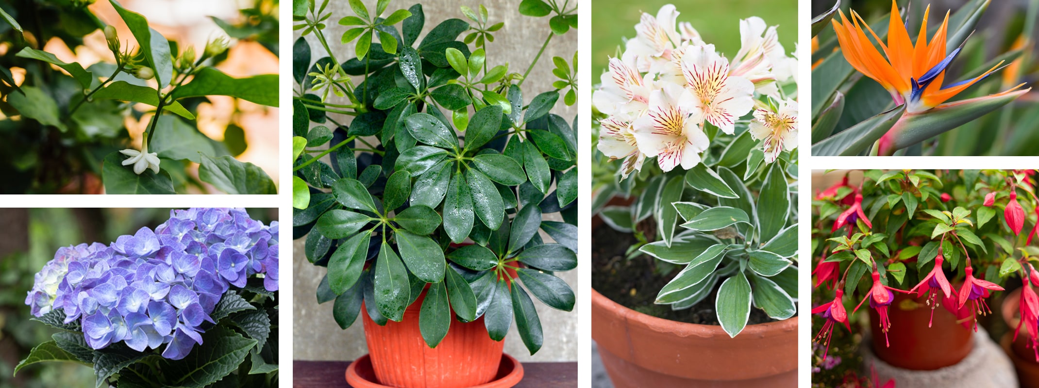 plants for balconies, hydrangea, schefflera, alstromeria, fuschsia, bird of paradise, jasmine