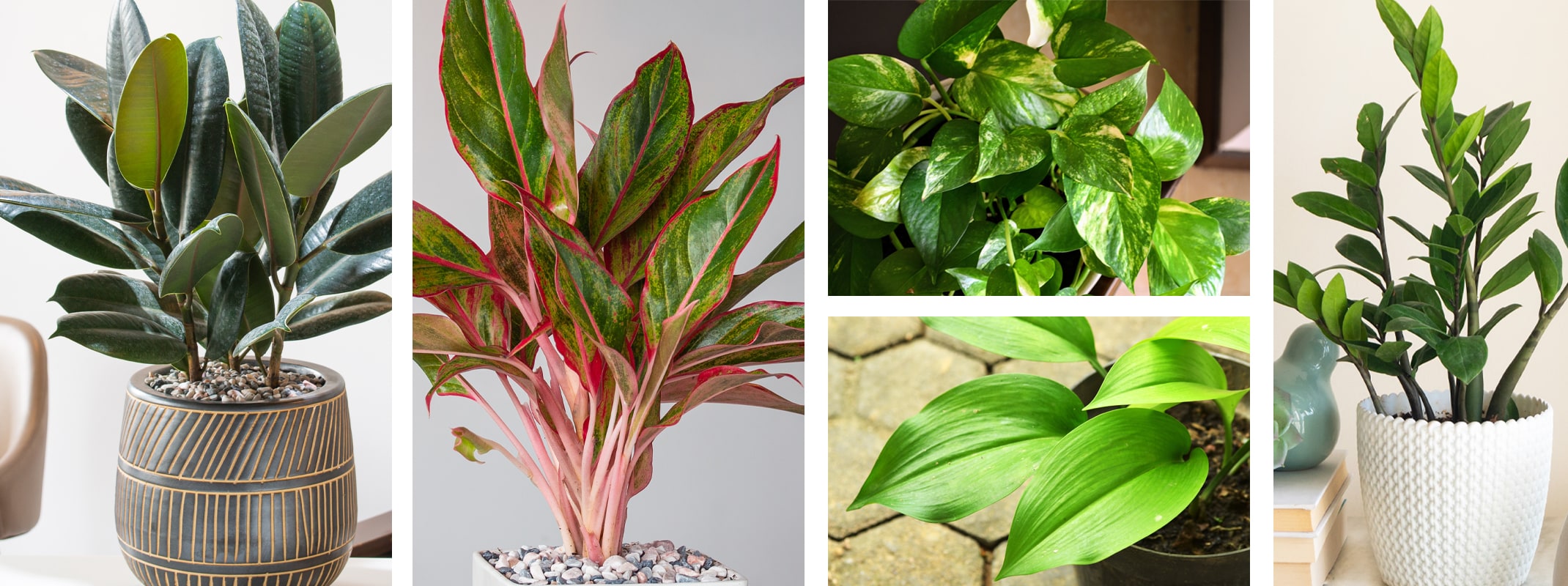 rubber tree plant, pothos, cast iron, zz plant, aglaonema houseplants