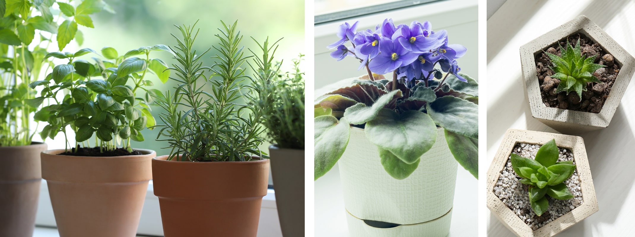 herbs, succulents, african violets for kitchen windows