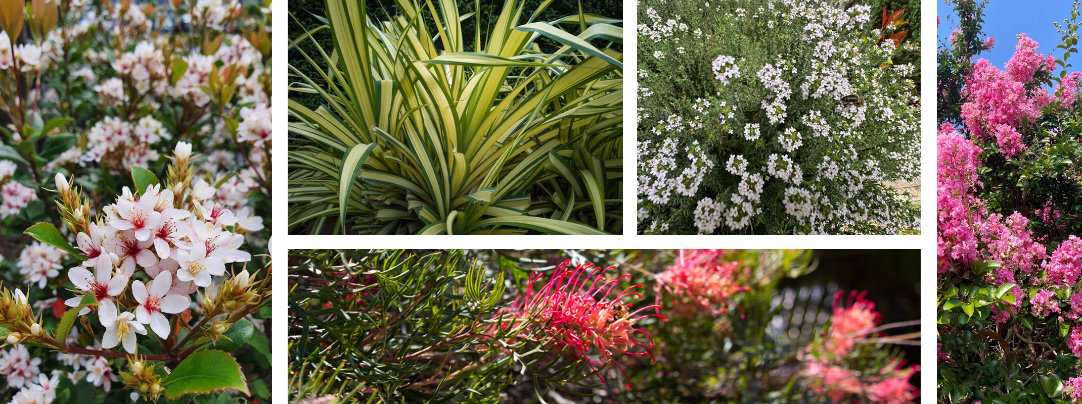 shrubs to add color crape myrtle, phormiums, grevillea, indian hawthorne