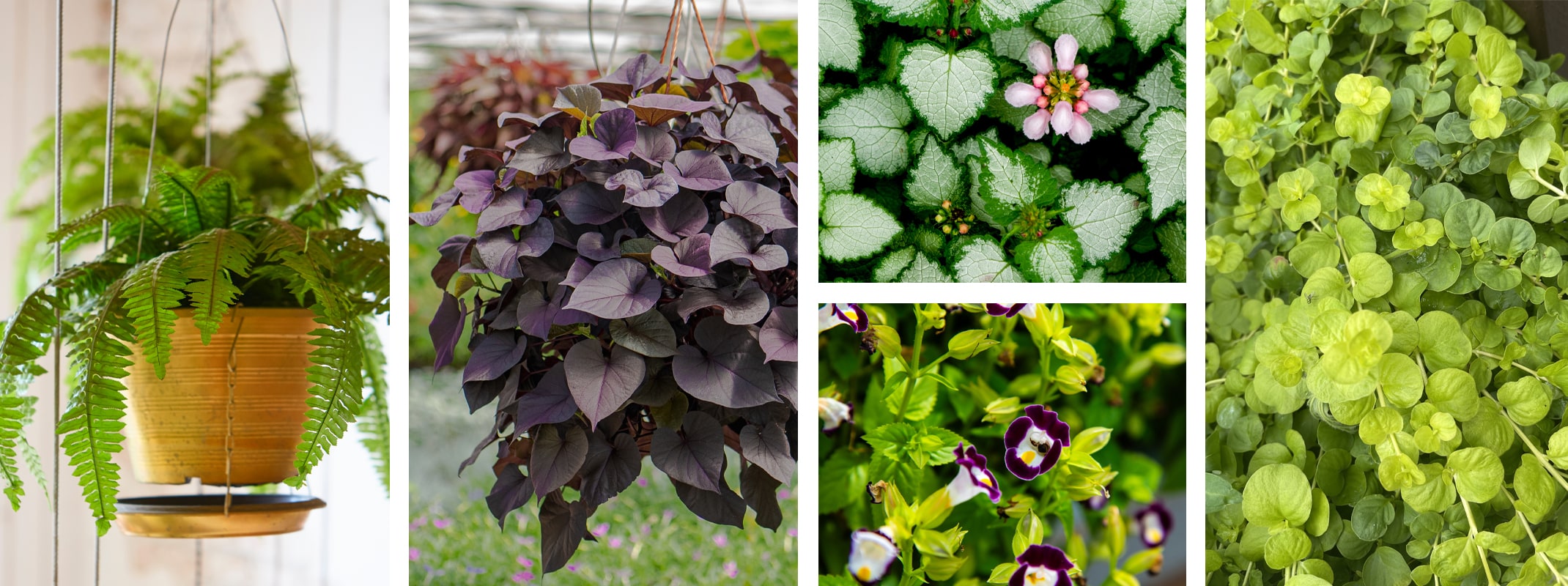 ferns, sweet potato vine, creeping jenny, lamium and wishbone flower