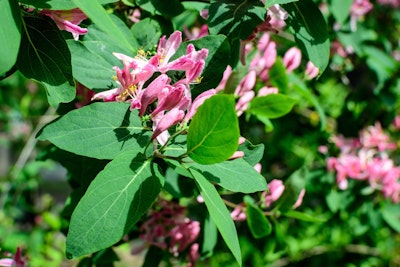 california honeysuckle vine california natives