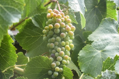 purpleleaf grapes california native vine
