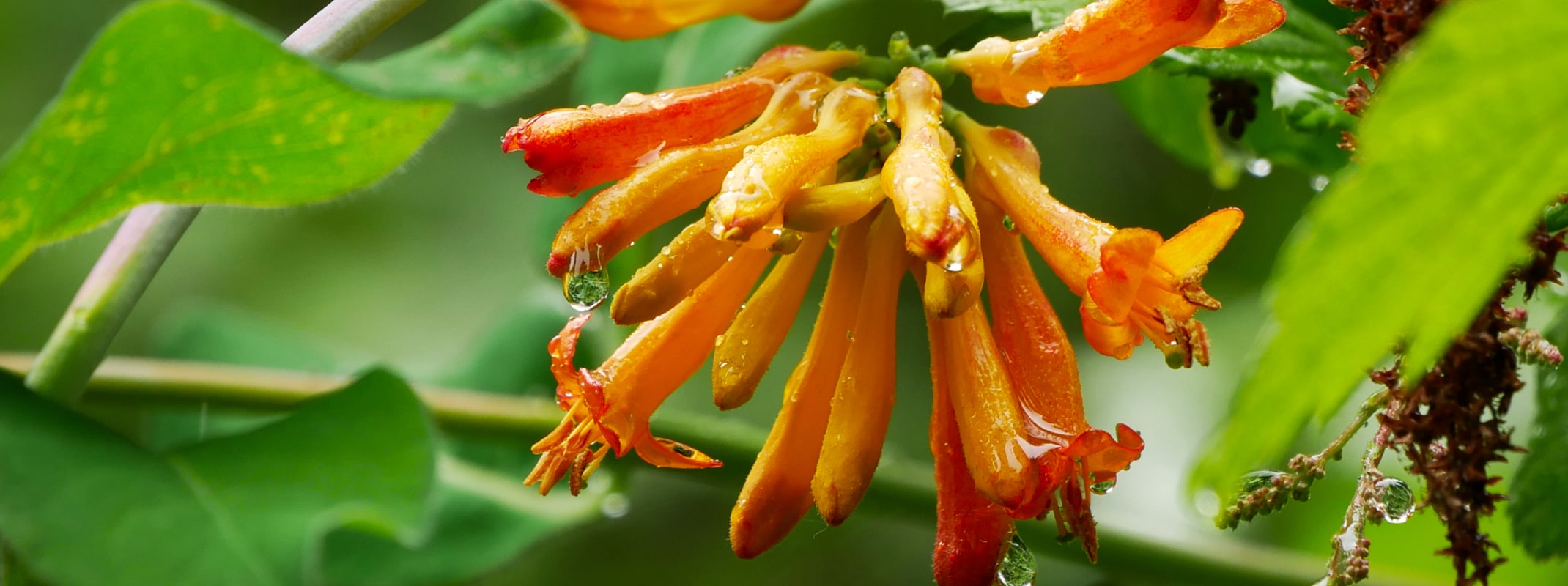 western honeysuckle vine california natives