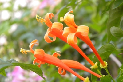 western honeysuckle vine california natives