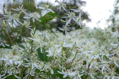white clematis vine california natives