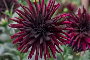 dahlia cactus nuit d ete