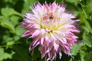 dahlia fimbriata pinelands princess