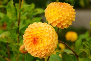 dahlia golden scepter pompon