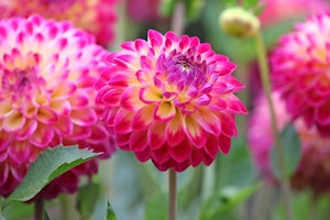 dahlia hapet daydream decorative