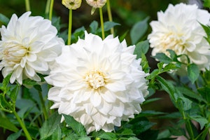 dahlia snow country dinner plate
