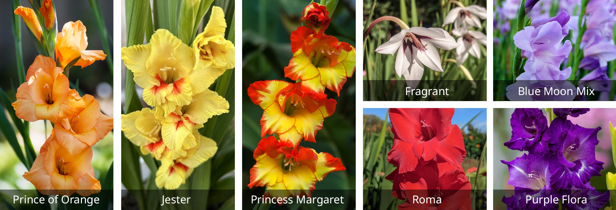 gladiolus collection: prince of orange, jester, princess margaret, roma, purple flora, fragrant, blue moon mix