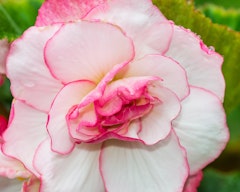 begonia bouton de rose