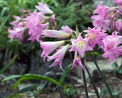 amaryllis beladonna