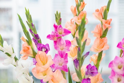 peach, pink, purple and white gladiolus mix