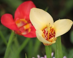 mexican shellflower tigridia