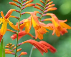 montbretia crocosmia